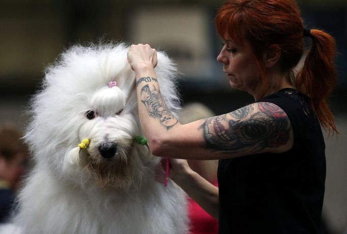 Crufts Dog Show (Birmingham)