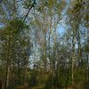 Petr Klimeš, V lesech jižní Moravy je víc housenek než v tropech. Čeští vědci srovnávali počet hmyzu napříč třemi kontinenty