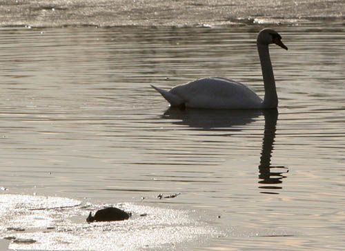 Mršina lysky velké na Podhradském rybníce, asi kilometr od nálezu uhynulé labutě pod mostem přes Vltavu