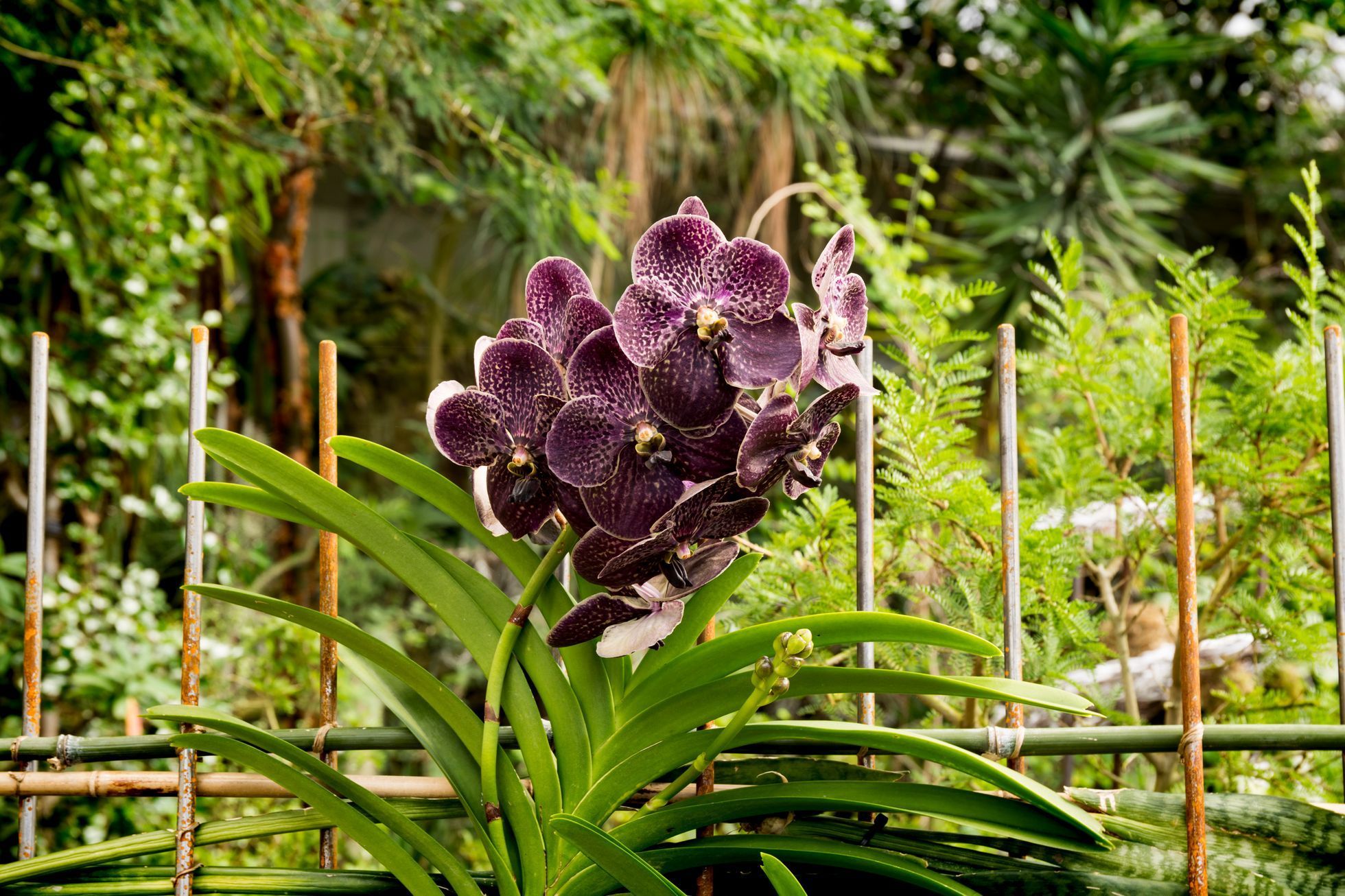 Výstava orchidejí v botanické zahradě