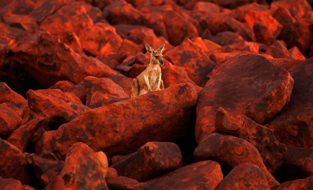 Austrálie - klokan v balvanech železné rudy