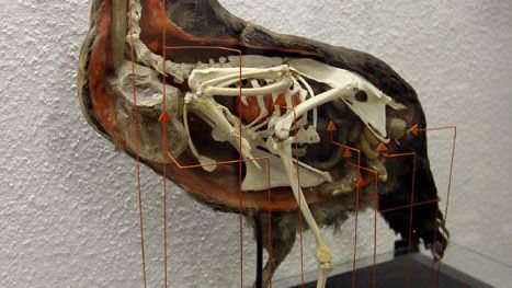 V zoologické expozici je anatomie ptáků ukázána na modelu slepice.