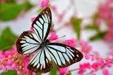 Muzeum živých motýlů – V Malajsii místo mrtvých, za sklem jehlou nabodnutých exemplářů mají pro návštěvníky na šest tisíc kousků motýlů z více jak 120 druhů žijících v rozlehlé zahradě s přiléhavým názvem Butterfly Park. Aby se inventáři zabránilo v úniku, celý park je pokrytý sítí, která je ale tak vysoko, že to návštěvníci ani nezpozorují. K nalákání pestrobarevných motýlů si pak stačí s sebou přibalit kousek ovoce.
