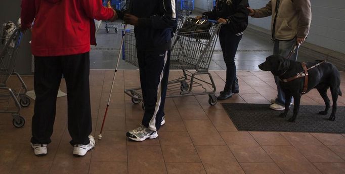 A group of blind and visually impaired students from the World Services for the Blind (WSB) push shopping carts while entering a department store with a guide dog in Little Rock, Arkansas January 5, 2013. The WSB is a rehabilitation center for the blind or visually impaired which offers life skills and career training programs designed to help those enrolled achieve sustainable independence. Picture taken on January 5, 2013. REUTERS/Gaia Squarci (UNITED STATES - Tags: HEALTH EDUCATION ANIMALS SOCIETY) Published: Dub. 26, 2013, 2:19 odp.