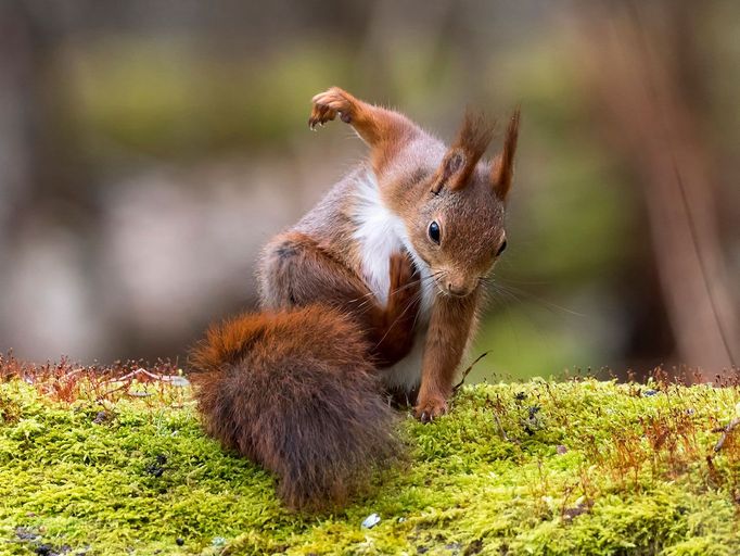 Comedy Wildlife Photography Awards 2017, finalisté soutěže