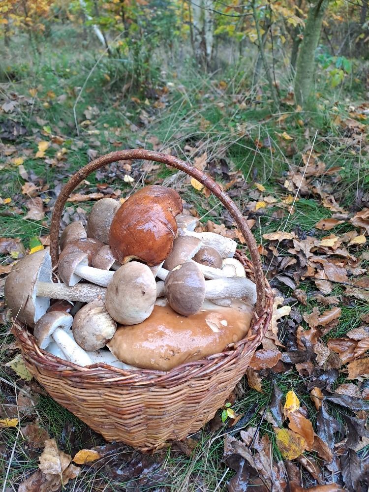 Houby - fotosoutěž
