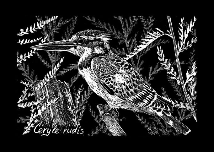 PTÁCI V ČERNOBÍLÉ Série ptačích ilustrací vyškrabaných do černé tabulky (scratchboard). Rybařík jižní (Ceryle rudis) je černobíle zbarveným příbuzným ledňáčků.