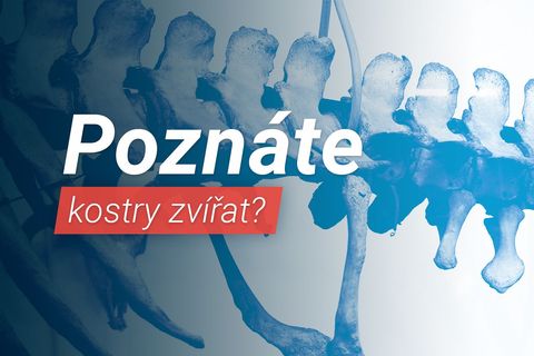 Pro školy - Aktuálně.cz