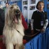 Westminster Kennel Club's Dog Show v New Yorku