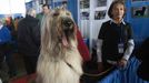 Westminster Kennel Club's Dog Show v New Yorku