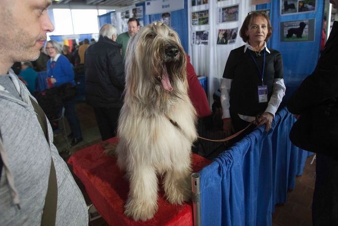 Westminster Kennel Club's Dog Show v New Yorku