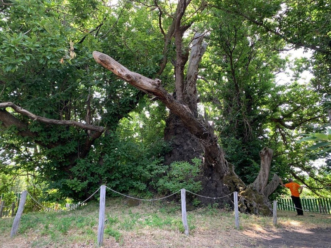 Evropský strom roku - finále - Itálie - Kaštan sta koní