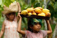 Kakao opět zdražuje, úrodu ohrožuje saharský vítr