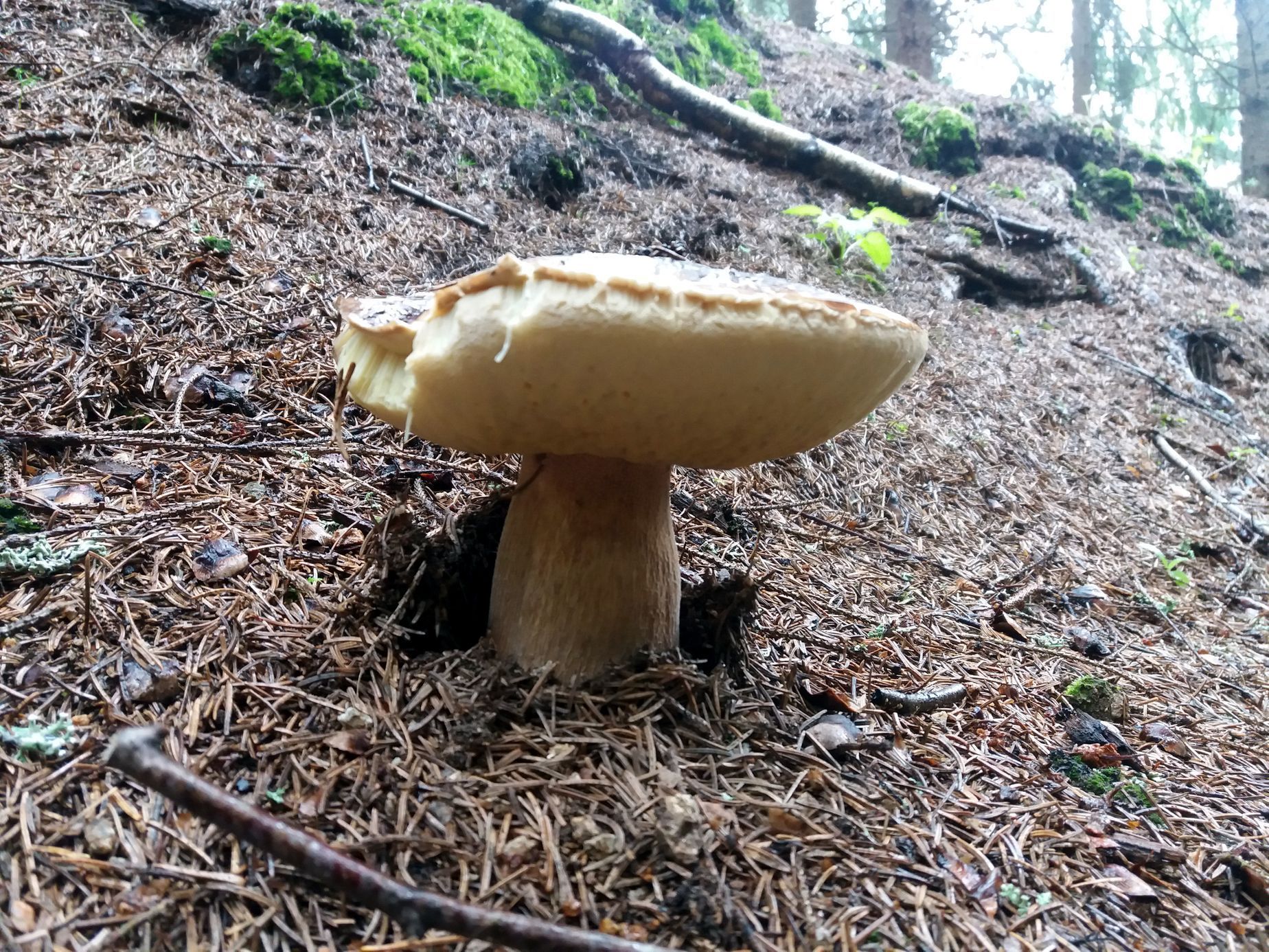 houby rostou