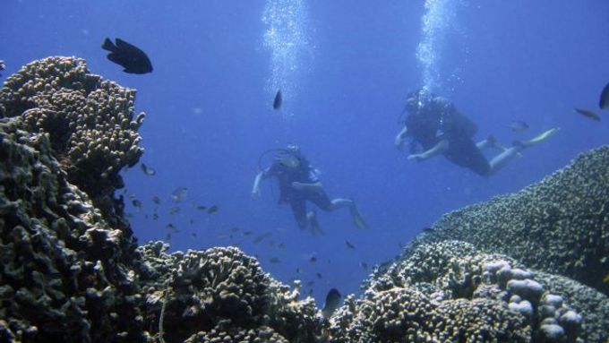Potápěči u korálů poblíž ostrova Zanzibar v Indickém oceánu.