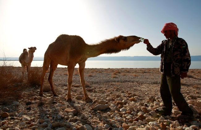 Jordánský beduín krmí velblouda na východním pobřeží Mrtvého moře