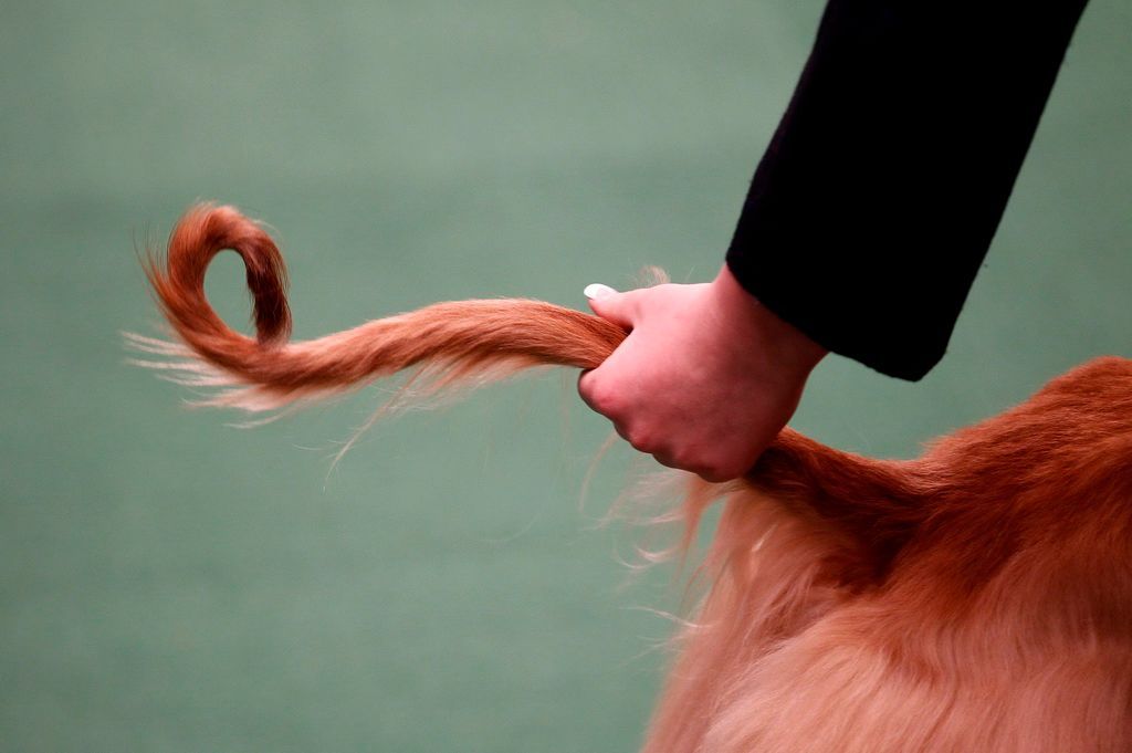Westminster Kennel Club Dog Show