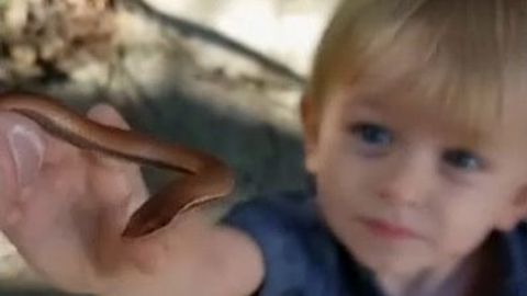 Dvouletého Australana si oblíbili lidé na internetu. Chlapec chytá hady do rukou