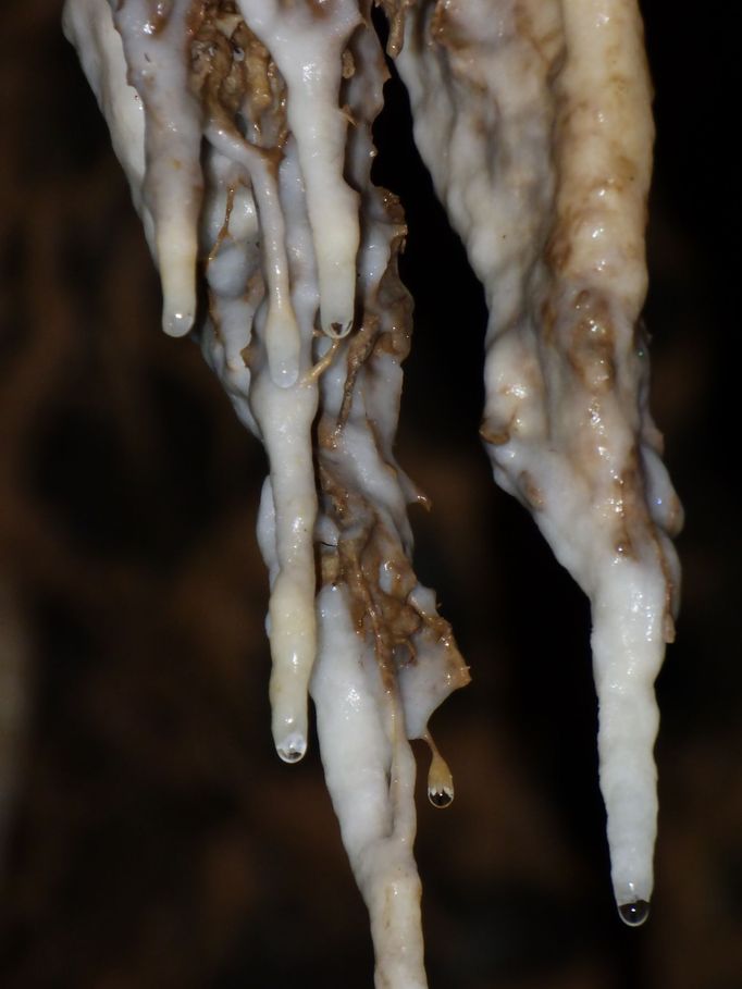 V Punkevních jeskyních se stává naplavený materiál součástí krápníků.