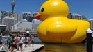 A gigantic, yellow rubber duck is floated into Sydney's Darling Harbour on January 5, 2013 to kick off Sydney's annual arts festival, a celebration which combines high-art with popular entertainment. The rubber duck by Dutch artist Florentijn Hofman forms part of the 2013 Sydney Festival which will present more than 750 artists from about 17 countries around the world, with many of the events free and family-oriented to showcase the personality of Australia's biggest city.