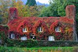 Dům z 15. století v Llanrwstu v Severním Walesu oděný do podzimních barev popínavého psího vína...