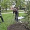 Sekvojovec obrovský zasazen ve Stromovce