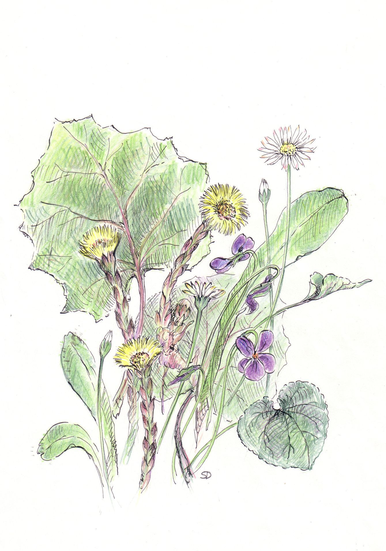 kresby, dr. dudek. bylinky