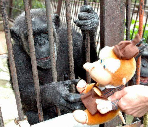 Šimpanz hladí hračku