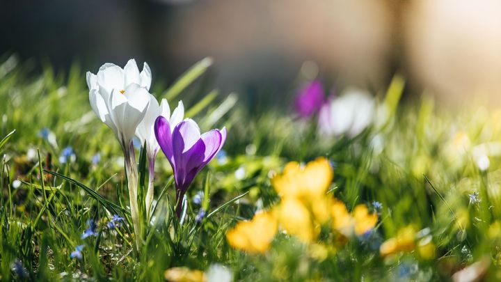 O víkendu až 20 stupňů a na začátku května výrazné oteplení, slibují meteorologové; Zdroj foto: iStock