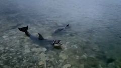 Ředitel delfinária vyhodil čtyři cvičené delfíny do moře. Zvířata u břehu "volala o pomoc"