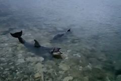 Na okupovaném Krymu vyhodili delfíny do moře. Zvířata u břehu volala o pomoc