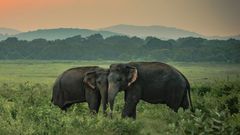 Slon indický, ilustrační foto