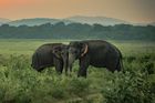 Ind odkázal většinu své půdy dvěma ochočeným slonicím. Jeho žena a děti to nechápou