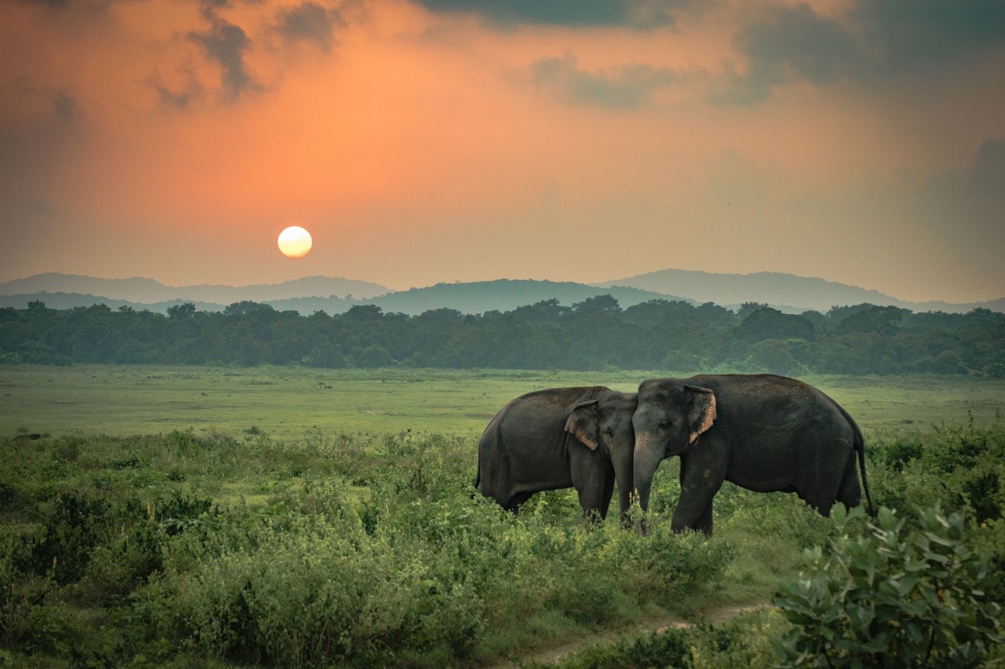 Slon indický, ilustrační foto