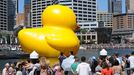 A gigantic, yellow rubber duck is floated into Sydney's Darling Harbour on January 5, 2013 to kick off Sydney's annual arts festival, a celebration which combines high-art with popular entertainment. The rubber duck by Dutch artist Florentijn Hofman forms part of the 2013 Sydney Festival which will present more than 750 artists from about 17 countries around the world, with many of the events free and family-oriented to showcase the personality of Australia's biggest city.