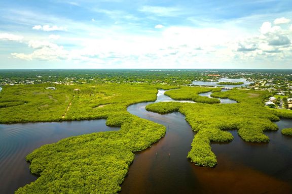 Národní park Everglades je největší zachovalou subtropickou divočinou ve Spojených státech. Rozsáhlé mokřady jsou domovem desítek ohrožených druhů.