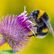 Kvíz: Šílený med, úly v dutinách stromů či smrtící parazit. Vyznáte se ve včelách?