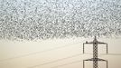 A flock of starlings fly next to power lines over an agricultural field near the southern Israeli city of Netivot January 24, 2013. REUTERS/Amir Cohen (ISRAEL - Tags: ANIMALS ENVIRONMENT) Published: Led. 24, 2013, 6:32 odp.