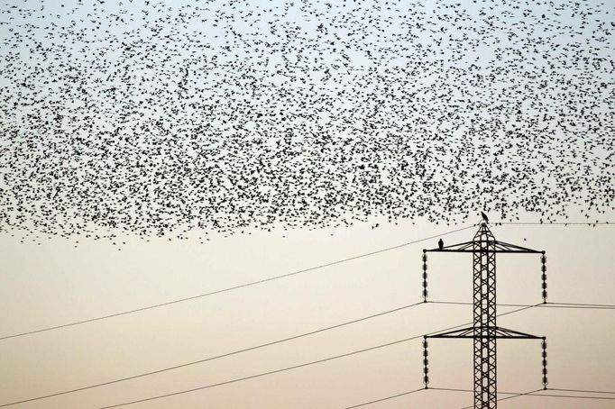 A flock of starlings fly next to power lines over an agricultural field near the southern Israeli city of Netivot January 24, 2013. REUTERS/Amir Cohen (ISRAEL - Tags: ANIMALS ENVIRONMENT) Published: Led. 24, 2013, 6:32 odp.