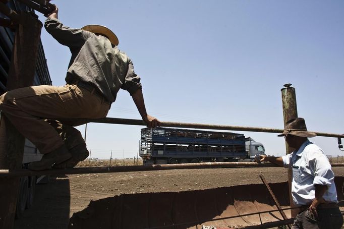 Nadav, the chief cowboy of the Yonatan herd (R) and Amit, look at a truck loaded with their cattle as it is taken away, on a ranch just outside Moshav Yonatan, a collective farming community, about 2 km (1 mile)south of the ceasefire line between Israel and Syria in the Golan Heights May 21, 2013. Cowboys, who have been running the ranch on the Golan's volcanic rocky plateau for some 35 years, also host the Israeli military, who use half of the cattle farm, 20,000 dunams (5,000 acres), as a live-fire training zone. Israel captured the Golan Heights from Syria in the 1967 Middle East war and annexed the territory in 1981, a move not recognized internationally. Picture taken May 21, 2013. REUTERS/Nir Elias (ENVIRONMENT ANIMALS SOCIETY) ATTENTION EDITORS: PICTURE 13 OF 27 FOR PACKAGE 'COWBOYS OF THE GOLAN HEIGHTS' SEARCH 'COWBOY GOLAN' FOR ALL IMAGES Published: Kvě. 29, 2013, 10:06 dop.