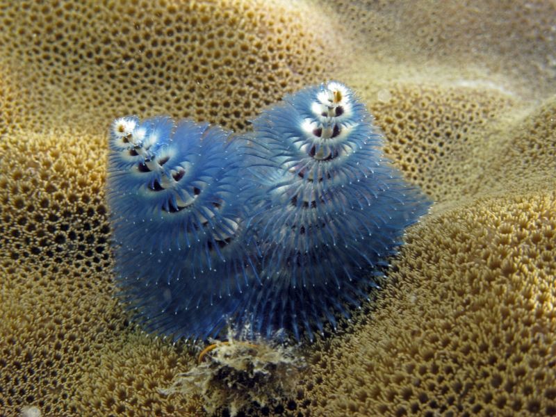 Austrálie - podmořské foto