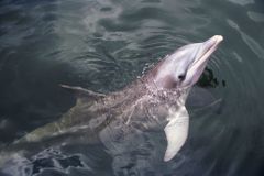 Je to souboj o přežití, my, nebo oni: italští rybáři stávkují kvůli delfínům