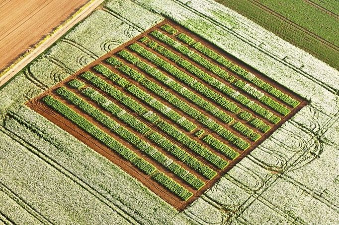 France, Vendee, Pouille, papaver field (aerial view)