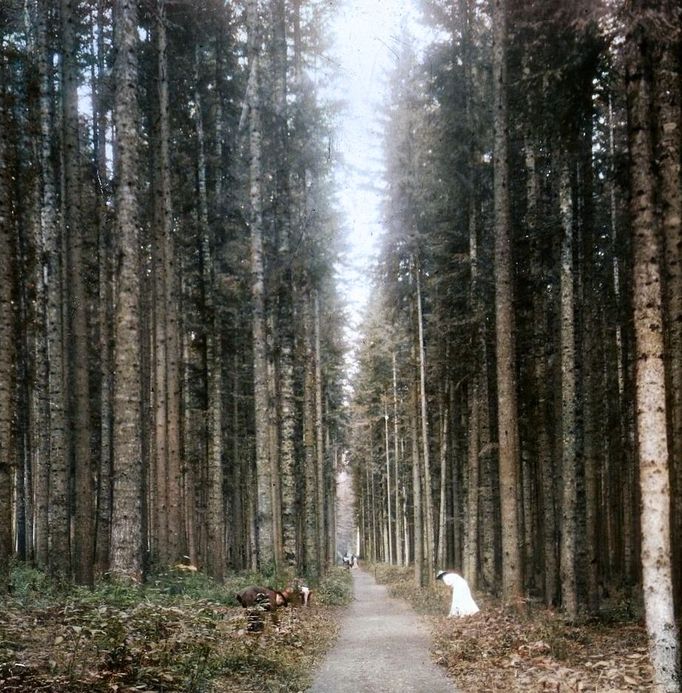 Sběr borůvek v lese, Hrušov, Vysoké Tatry, 1910. Kolorovaný archivní snímek z tatranského pohoří na Slovensku.