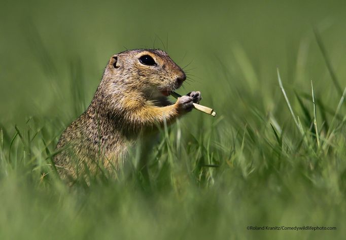 Finalisté fotografické soutěže Comedy Wildlife Photography Awards 2021