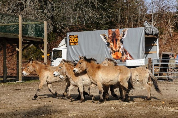 Zoo Praha přivezla letos na jaře do Česka z různých evropských chovů celkem sedm adeptů na cestu do Mongolska. Jeden z dílčích transportů uskutečnila ze švýcarského Juraparku.