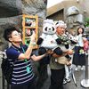 Hong Kong, Čína, panda, oslava, zoo