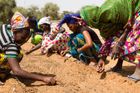 Sen o zelené Africe: Lidé bojují s rozpínající se Saharou, už vysázeli miliony stromů
