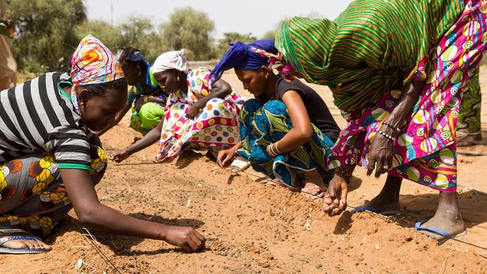 Sázení stromů v rámci africké iniciativy Velká zelená zeď má zastavit rozšiřování pouště Sahara.