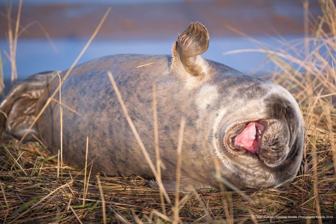 Finalisté soutěže Comedy Wildlife Photography Awards 2019